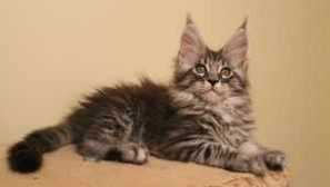 Какво да захранвате maine kuna: диета за коте и възрастна котка